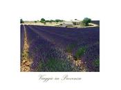 occhi pieni LAVANDA FIORE special discount