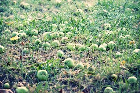 Fruit trees