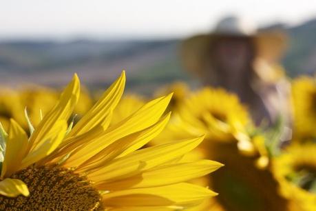 romantic Sunflowers