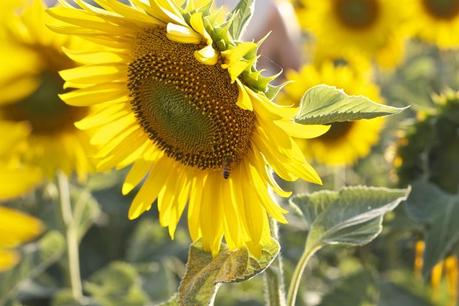 romantic Sunflowers