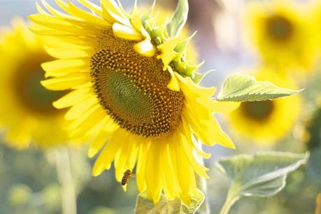 romantic Sunflowers