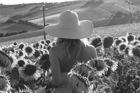 romantic Sunflowers