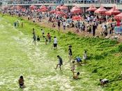 Tutti mare mostrar chiappe...verdi