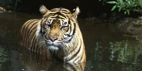 Video: tigre uccisa dalla deforestazione in Indonesia