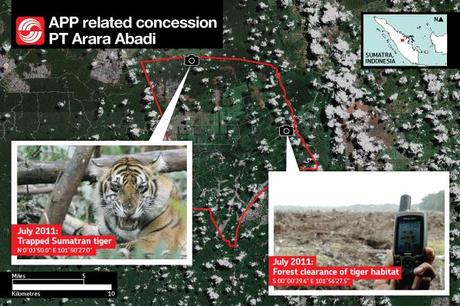 Video: tigre uccisa dalla deforestazione in Indonesia