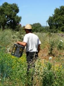 La Sardegna è OGM Free. Un invito a non abbassare la guardia. foto di eleonora casula vietata la riproduzione. contattare a redazione@mediterranews.org