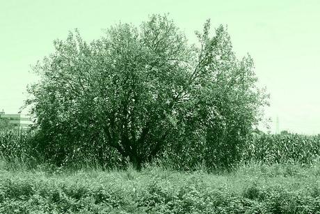 ALBERO GENEALOGICO