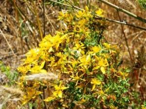 fiore di iperico eleonora redazione@mediterranews.org