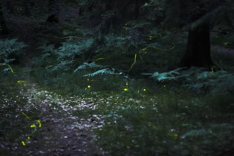 Source: Wikipedia Fireflies at Night