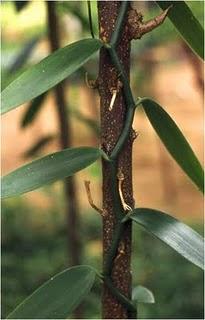 Il Milione 51: Polli magri e piatti di foglia.