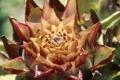 i coleotteri, ancora loro