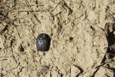 i coleotteri, ancora loro