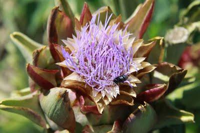 i coleotteri, ancora loro