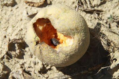 i coleotteri, ancora loro