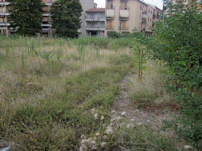 Il verde spontaneo a Fidenza