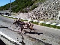 Giovedi 7      Artic Road:da NordKapp a Tromsoe