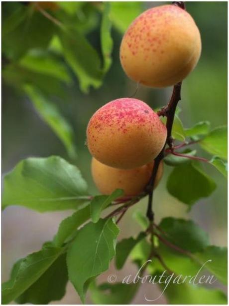 frutti antichi: Albicocca di Valleggia