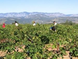 Vini senza solfiti, modalità d’uso e di servizio.