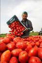 sciopero pomodori