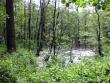 Lavoro schiavile nelle foreste ceche