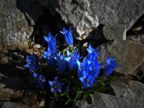 Genziana di Froelich - (Gentiana froelichii)