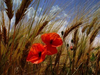 In partenza per la campagna