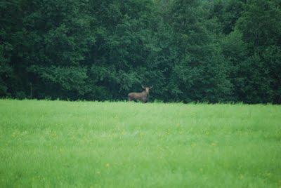 Fragments of a Baltic Trip - The Elk