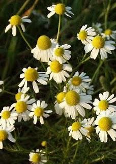 L'ERBARIO DI NATURALMENTEJO: LA CAMOMILLA