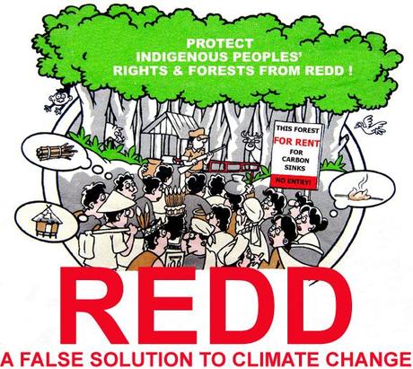 Deforestazione e degrado forestale in RDC: il fallimento del sistema REDD