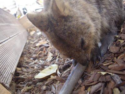 Visto da Elisa  Chisana Hoshi- Australia vol.1 (Rottnest Island)