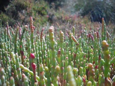 Visto da Elisa  Chisana Hoshi- Australia vol.1 (Rottnest Island)