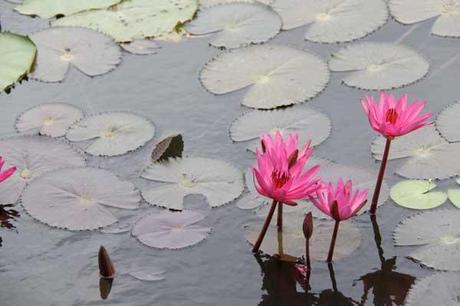 fiori di loto dello sry lanka