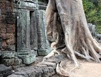 Angkor: l'ottava meraviglia del mondo