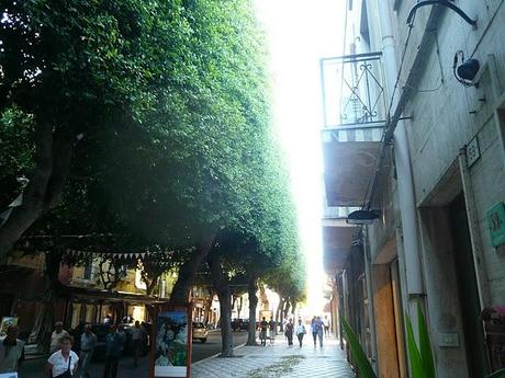 Ficus in Sardegna