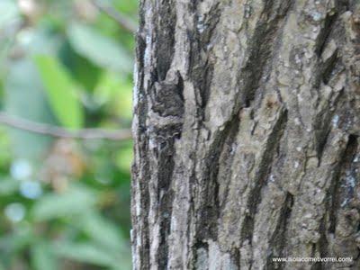 Mimetismo in natura