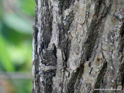 Mimetismo in natura