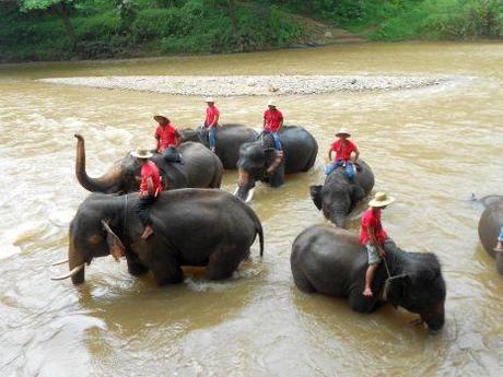 Chiang mai: elefanti e orchidee