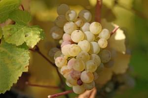 Riesling veneto