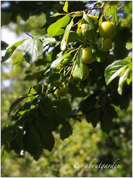 frutti antichi: Susino regina Claudia