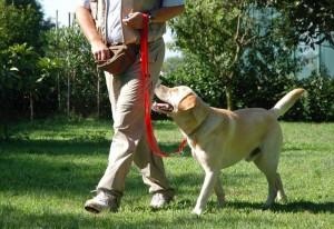 cane, passeggiata, guinzaglio