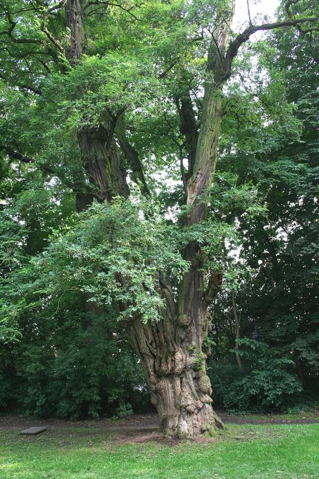 L’albero