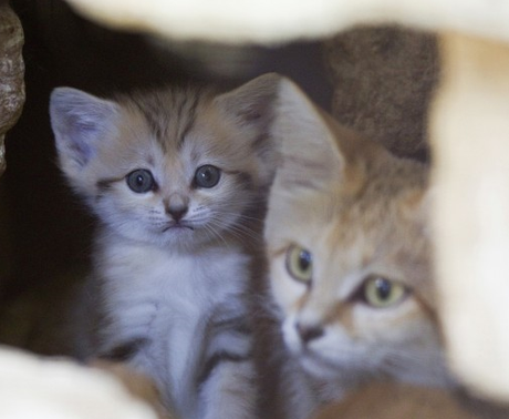 FOTO DEL GIORNO 8 AGOSTO 2011: NASCE IL CUCCIOLO DEL GATTO DELLE SABBIE , RAZZA CREDUTA ESTINTA