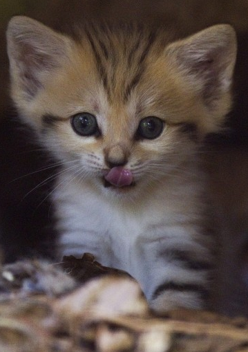 FOTO DEL GIORNO 8 AGOSTO 2011: NASCE IL CUCCIOLO DEL GATTO DELLE SABBIE , RAZZA CREDUTA ESTINTA