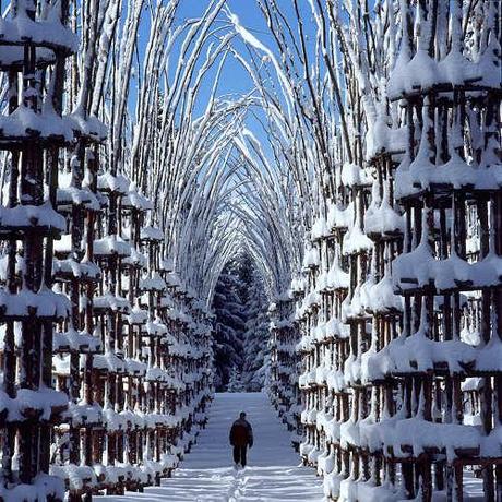 Arte Sella è una manifestazione internazionale di arte contemporanea che si svolge nei boschi della Val di Sella.