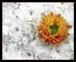 Sara e Imad, funerali separati. Tristezza e sconcerto