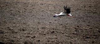 Fragments of a baltic trip - Tutti pazzi per le cicogne