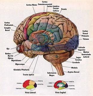 Usare el cerebro