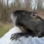 nutria08mar09 (19)