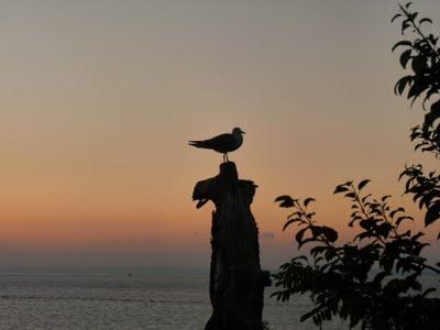 Tra Bougainvilles e case coloniali, Buyukada