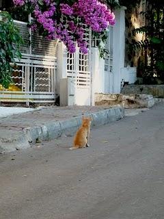 Tra Bougainvilles e case coloniali, Buyukada